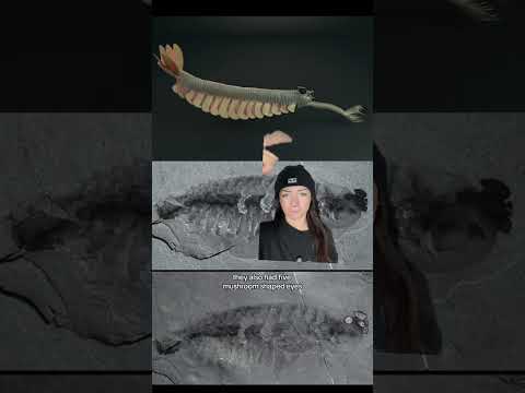 just a weird dude #extinctanimals #prehistoric #weirdanimals #cambrian #themoreyouknow