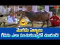 Actor Suthivelu Buffalo Comedy | మొగుడు పెళ్ళాలు గేదెను ఎలా పంచుకున్నారో చూడండి |Navvula Tv