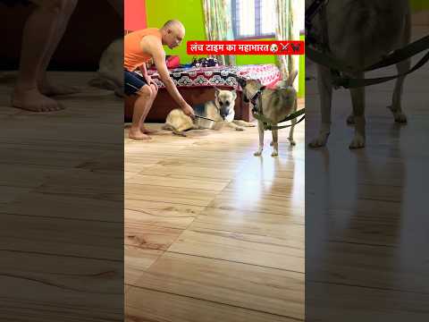 लंच टाइम का महाभारत🐶⚔️🐕🦺 #shorts #ytshorts #dogshorts #angry sursuri🔥 #new #trending #viral