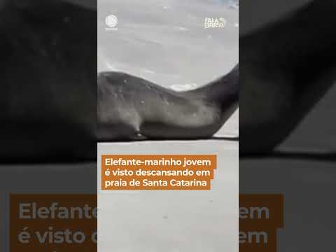 Elefante-marinho jovem é encontrado descansando em praia de Santa Catarina #Shorts #FalaBrasil