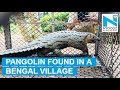 Forest officials capture rare Pangolin in Bengal village