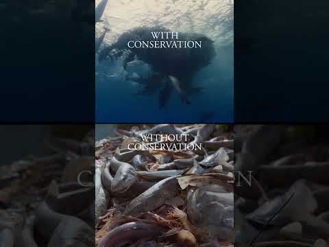 The ocean is experiencing mass extinctions and bleaching events, but there is still hope.