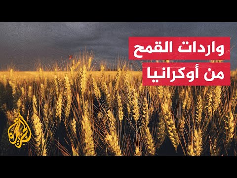في عام 2020.. مصر تحتل المرتبة الثانية باستيراد 23% من القمح الأوكراني