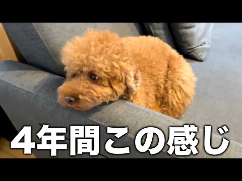 なぜ彼は4年もの間、飼い主に心を開かないのか。
