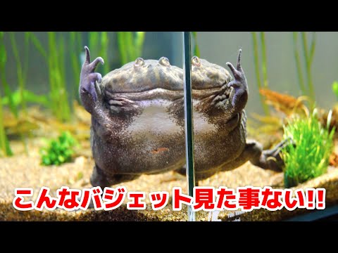 泳ぐバジェットガエルが見れる一風変わった飼育環境