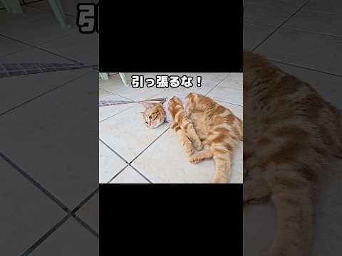 絶対に帰りたくない子猫...#shorts