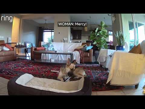 Happy National Dog Day! | RingTV