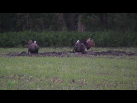I can count to five Wild Turkeys