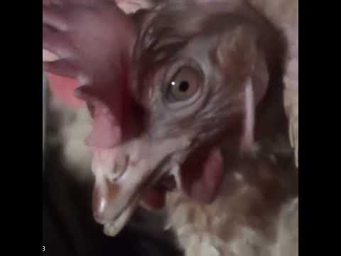 How climate change is linked to animal farming?