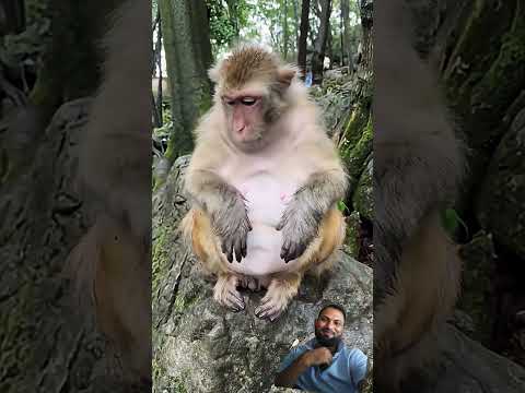 funny  monkey 🐒 doing vomiting #funny #monkeysr #funnyanimals #comedy