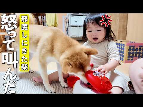 声をあげてガチギレする1歳娘とまるで気にしない柴犬が面白すぎましたwww