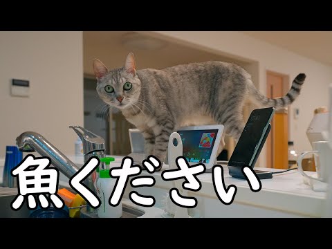 料理中に遊びに来た猫様の暴れっぷりを見て欲しい 運動神経no 1 まとめちゅーぶ