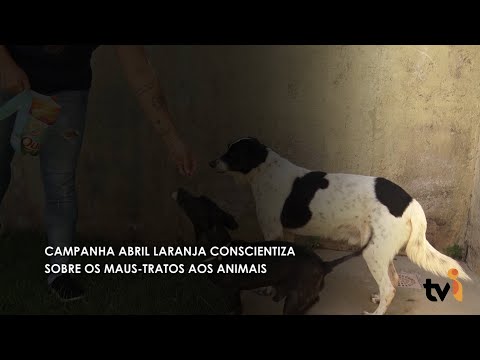 Vídeo: Campanha Abril Laranja conscientiza sobre maus-tratos aos animais