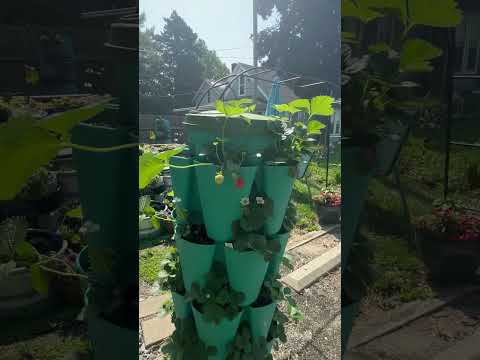 Take a walk through my yard #garden  #ponds #green 