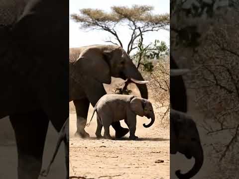 Mother Elephant's protective nature! 🐯😶