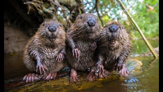 Robotic Spy Beaver Makes Friends With Beaver Family & Little Muskrat too!