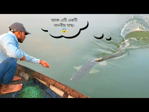 বরশিতে ধরা পড়ল ১৪ কেজির রাক্ষুসে আইর! | Monster Ayer Fish Caught in River