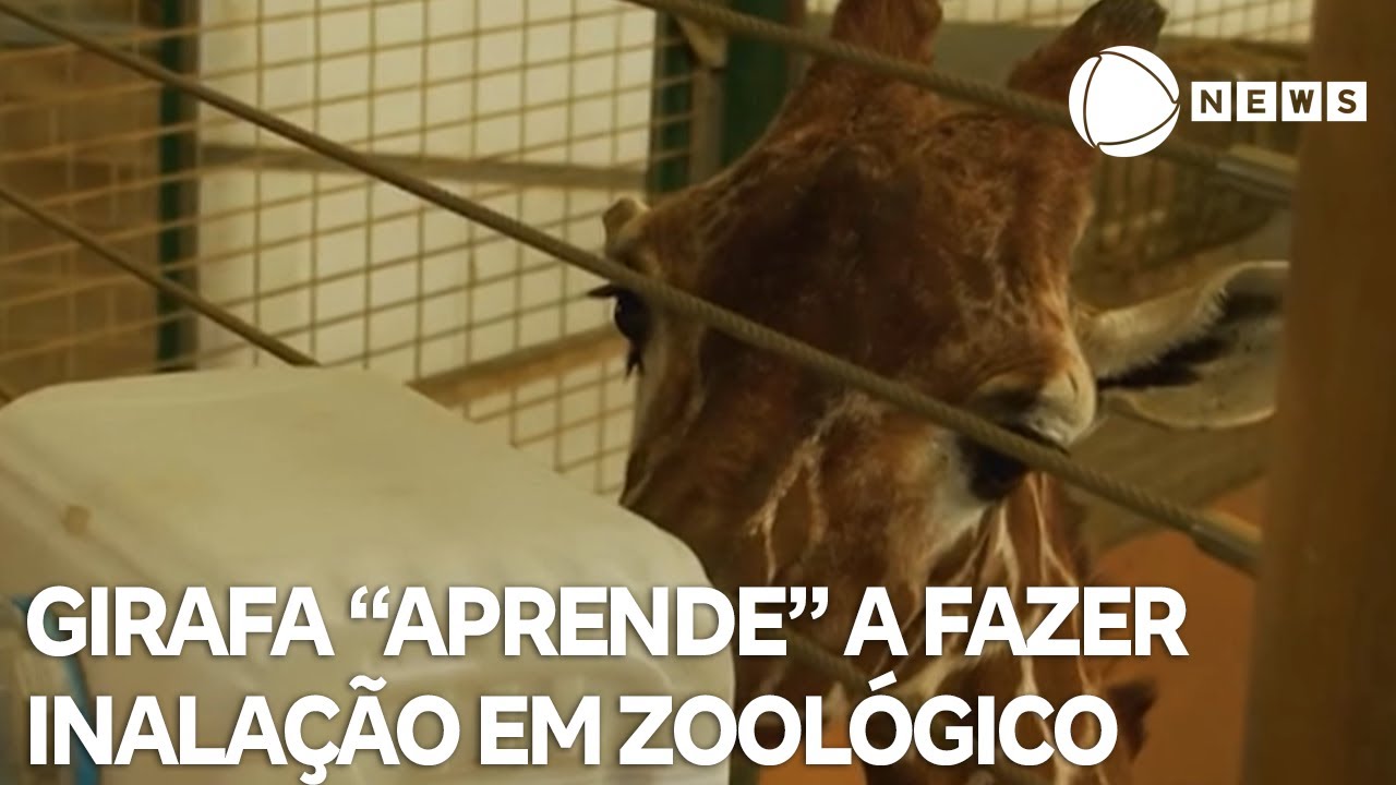 Girafa “aprende” a fazer inalação em zoológico inglês