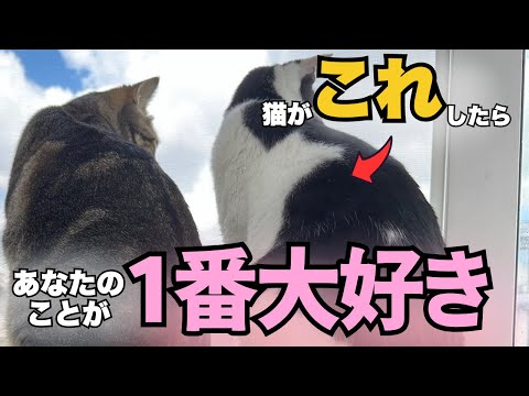 猫好き必見！猫が大好きな人にだけ見せる行動をわかりやすく解説 サムネイル