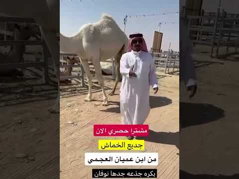 مشترى حصري جديع الغماش