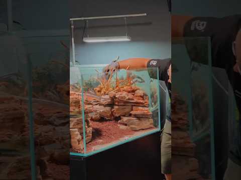 Aquascaping in the Horizon gallery with Pavol Kula Aquascaping in the Horizon Gallery | Hardscape by Pavol Kulanda & @MJAquascaping 🌿💧
Join us fo