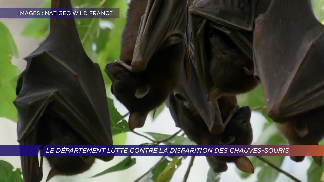 Yvelines | Le département lutte contre la disparition des chauves-souris