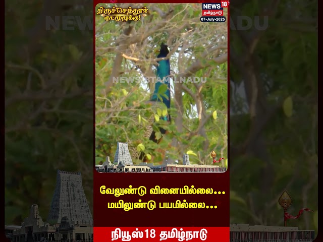 Tiruchendur Murugan Temple Kumbabhishekam | வேலுண்டு வினையில்லை... மயிலுண்டு பயமில்லை...