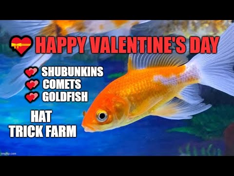 💝 HAPPY VALENTINE'S DAY 💖| 💕SHUBUNKIN AND In this video I'm sharing a background that I painted, along with heart shaped rocks, shubunkins and