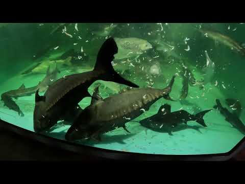 Part 1. 1000 Fish vs 100K Frozen Antarctic Krill.  Our website_  https_//fish-story.com/

You can connect with us on Monster Fish Keepers forum (screen