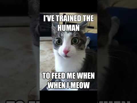 #cute #petlover #cat #kitty #meme