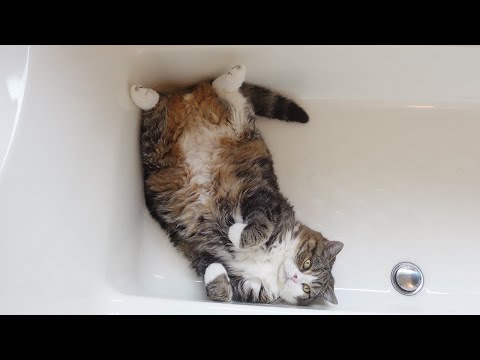暑過ぎて浴槽が住処になったねこ。-It's been hot lately, so Maru spends time in the bathtub.-