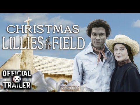Christmas Lilies of the Field'