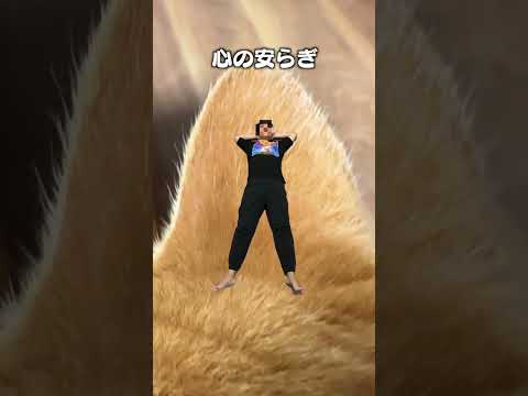 猫の耳触りが気持ちいい瞬間を楽しむ猫あるある動画 サムネイル