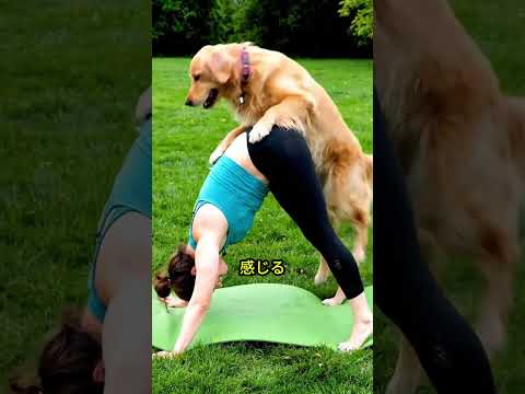 【第1話】夫が見た“信じられない映像”…妻と愛犬の秘密とは？#shots