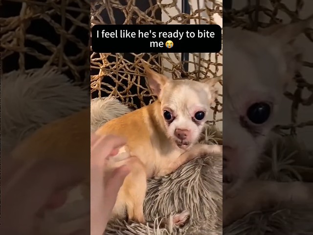 Dogs being idiots part 177l 😂| Funny dogs compilation #funnydog #funnypet #cutedog #dog #dogsworld