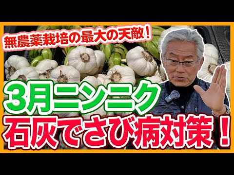 家庭菜園や農園のニンニク栽培でさび病は石灰で対策！菌を抑え込むコツとニンニクの育て方！【農家直伝】