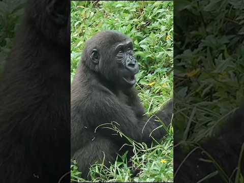 金剛猩猩の愛らしい姿と癒される瞬間を紹介 サムネイル