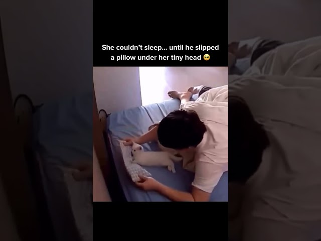 my puppy is the same way omg #viral #memes #cute #cat #cats