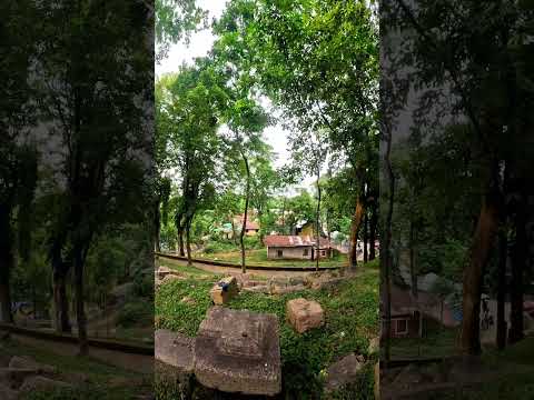 Tree 🌲 Prk. #shorts