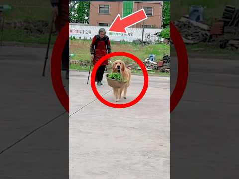 Dog Refuses to Share Mom’s Love With Dad 🐕💖 #shorts