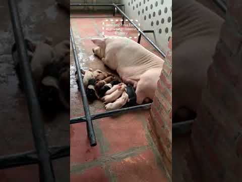 Come let’s take you around our farm pens! #pig #piggery #piglet #meerut #pigfeed #livestock #piggy