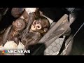 Surge in confiscated animals pushes zoos to the brink leading to calls for new funding