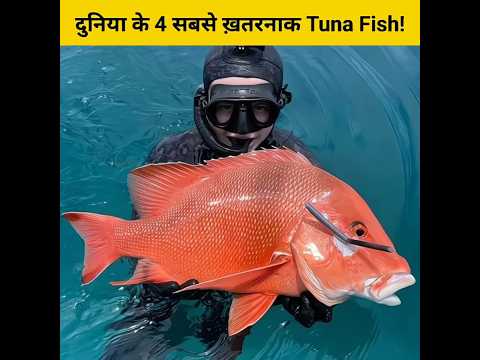 दुनिया के 4 सबसे ख़तरनाक Tuna Fish!🤔🥺 #shorts #animalfacts