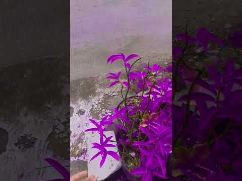 ungu semua#ungu  #viralshorts  #funny #berubah