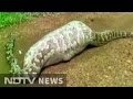 Caught on camera: 20-feet long Python swallows Nilgai in Gujarat