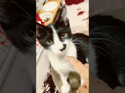 静電気の季節がやって来た😅#shots #cat #好きな子猫 #モフ猫 #子ネコ #ハチワレ #ハチワレ猫 #かわいい 、