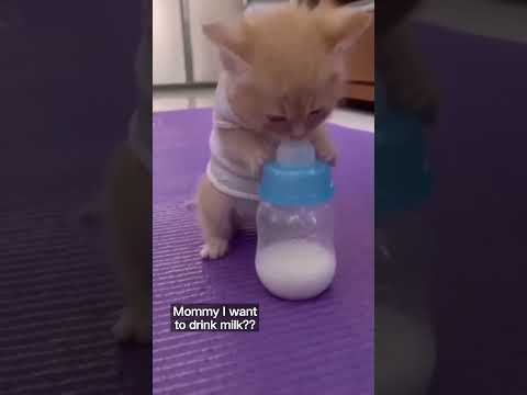 Cute baby cat#shorts