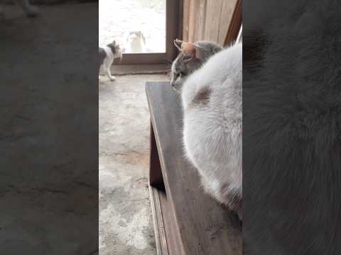 外猫ちゃんにビビる元猫駅長「福」 #猫のいる暮らし