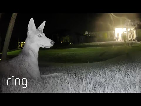 When The Local Neighborhood Coyote Uses Your Lawn as a Personal Lounge | RingTV