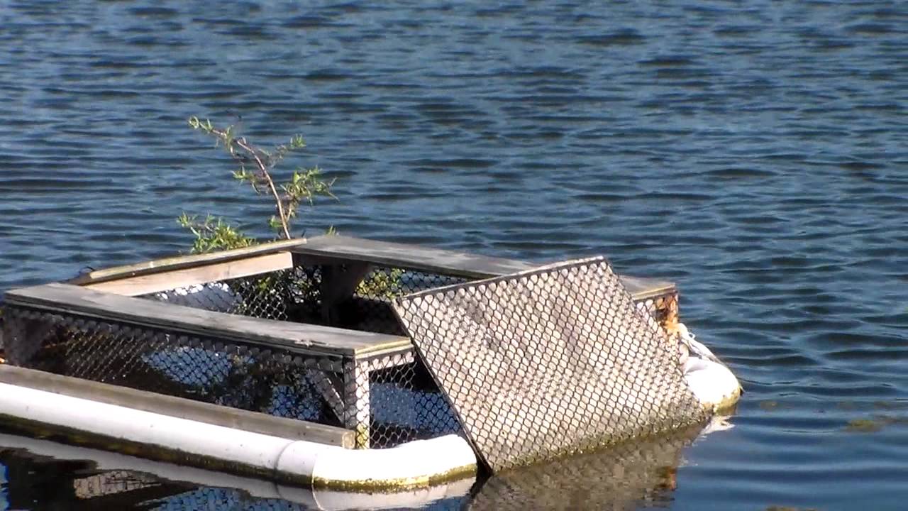 turtle-trap-for-food-and-to-protect-your-fish-youtube